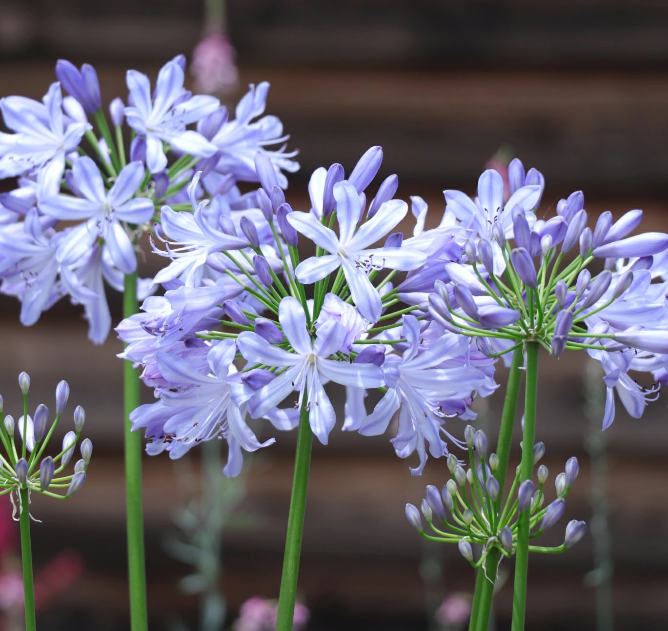 アガパンサスブルーヘブン