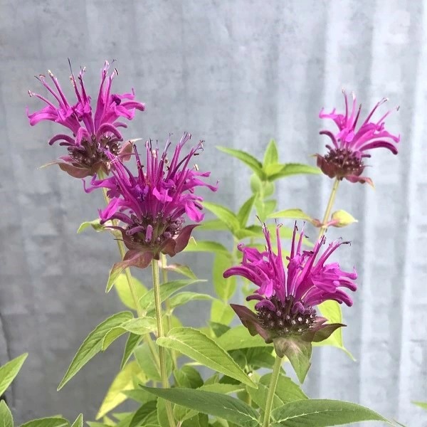 モナルダ 'ブライトパープル'