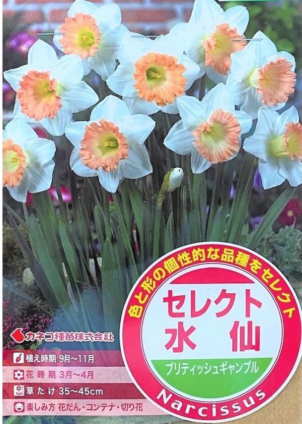 セレクト水仙　ブリティッシュギャンブル