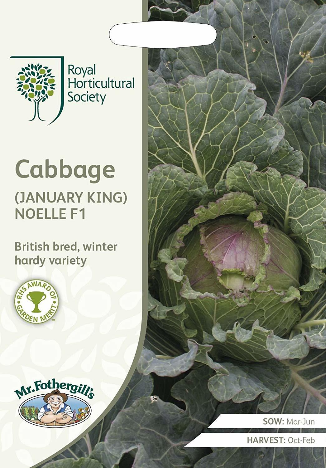 cabbage_noelle