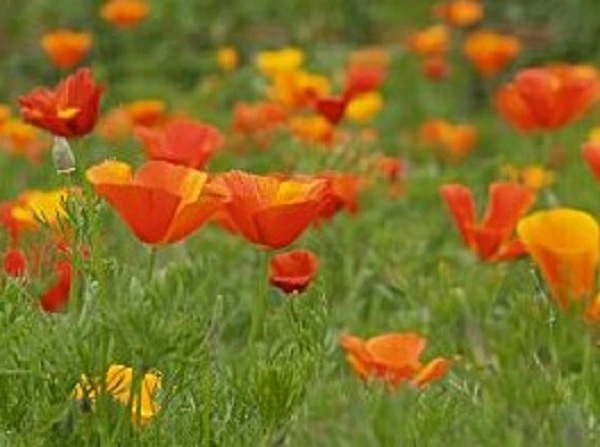 カリフォルニアポピー一重混合