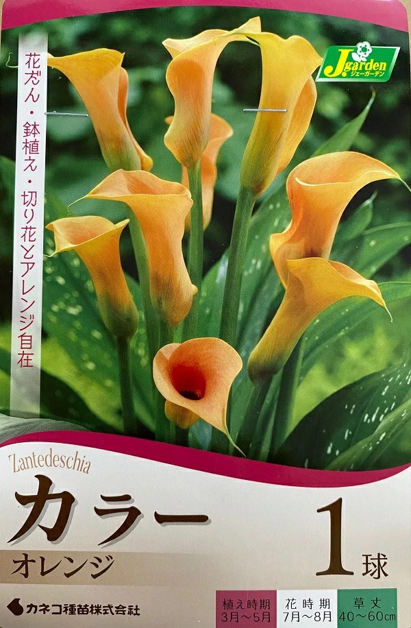 カラー オレンジ