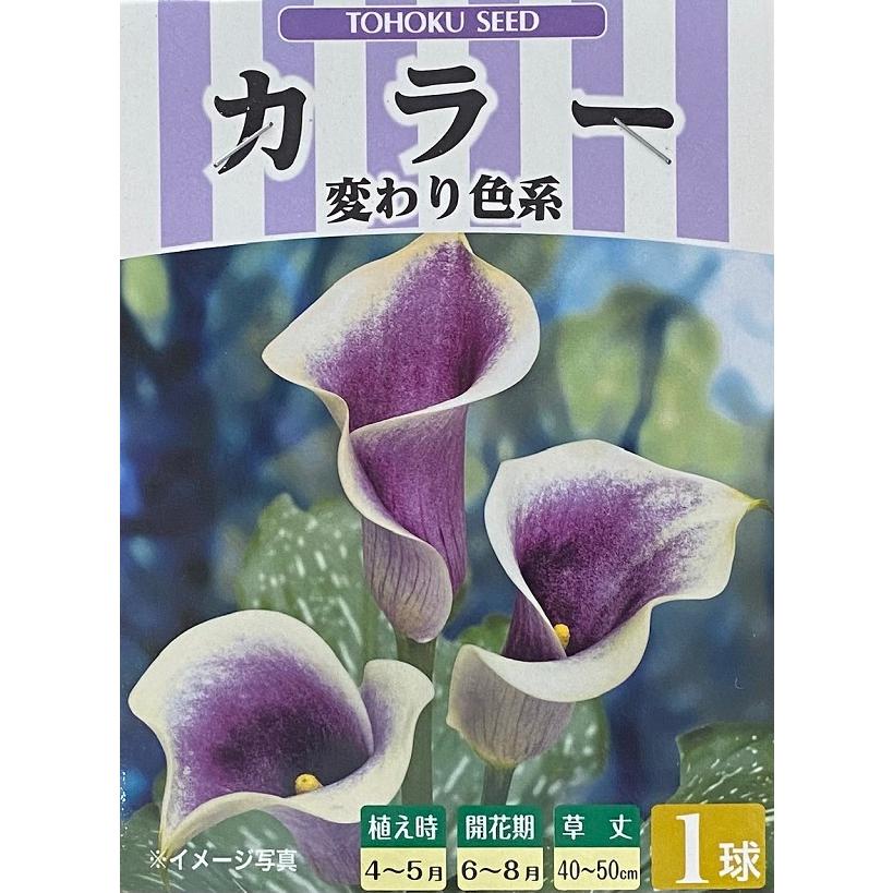 カラー 変わり色系 1球入