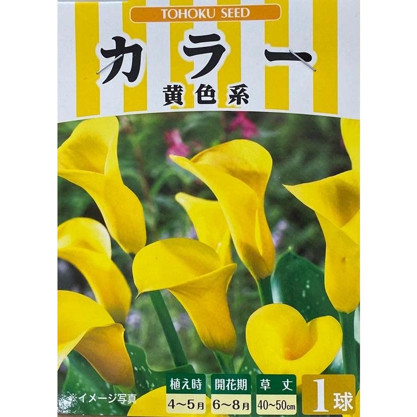 花球根 カラー 黄色系