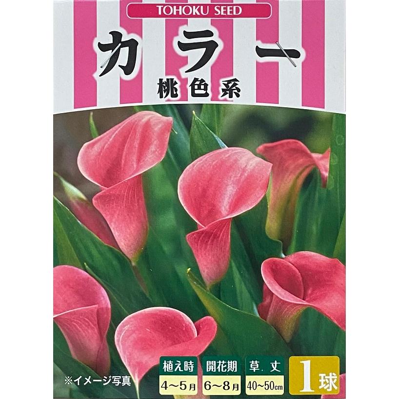 花球根 カラー 桃色系