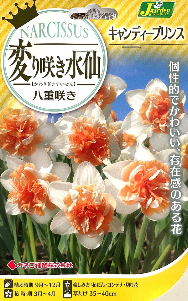 変り咲き水仙 キャンディープリンス