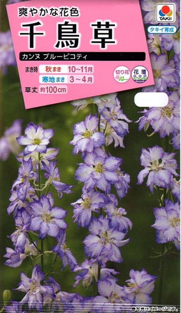 千鳥草 カンヌブルーピコティ