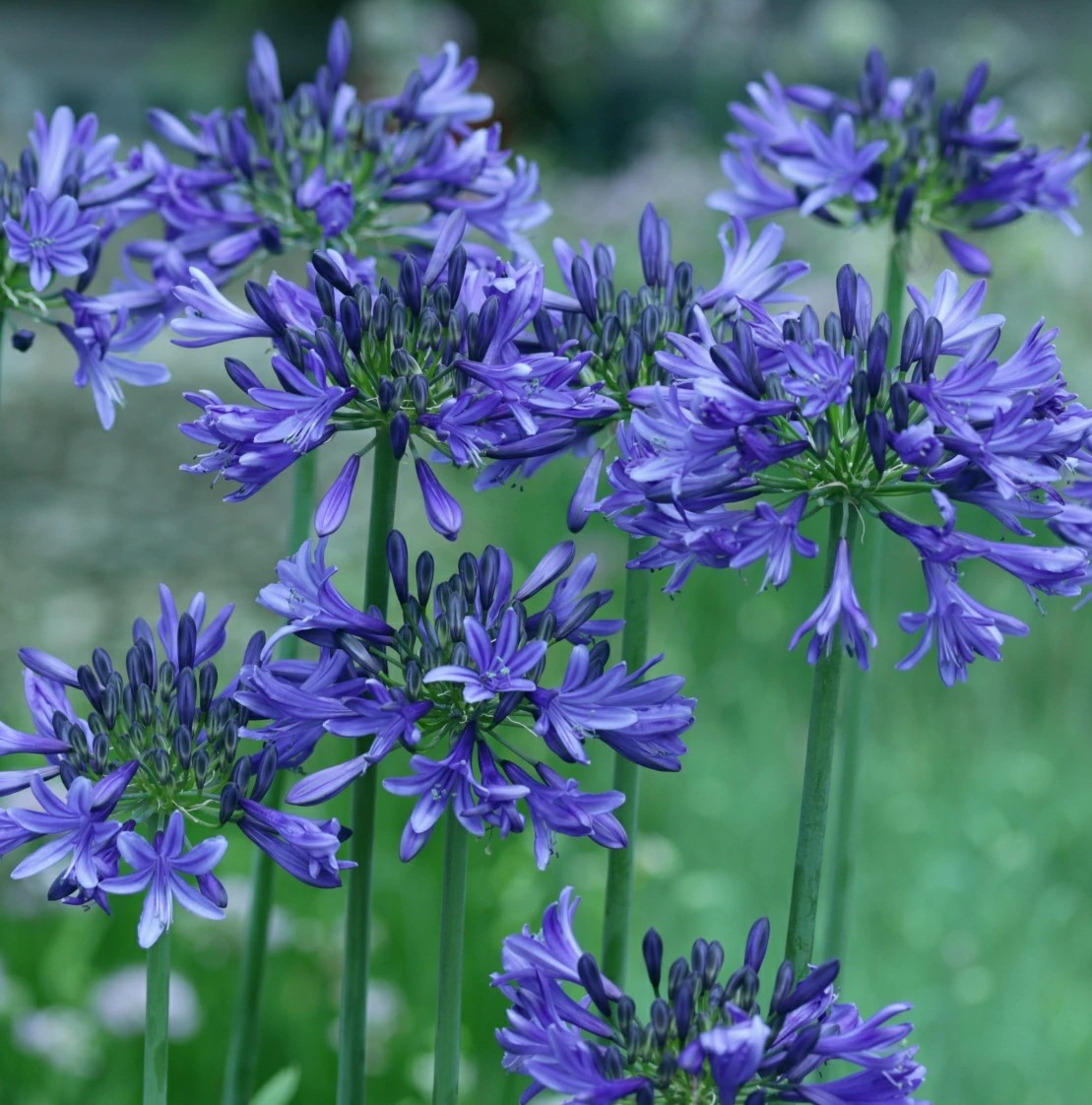 アガパンサスカーボネラ