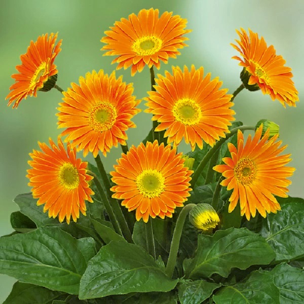 宿根ガーベラ　スイートキャロライン