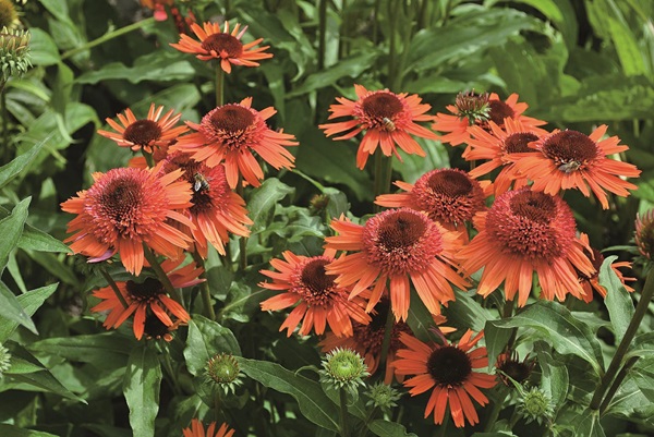 エキナセア　キャロットケーキ