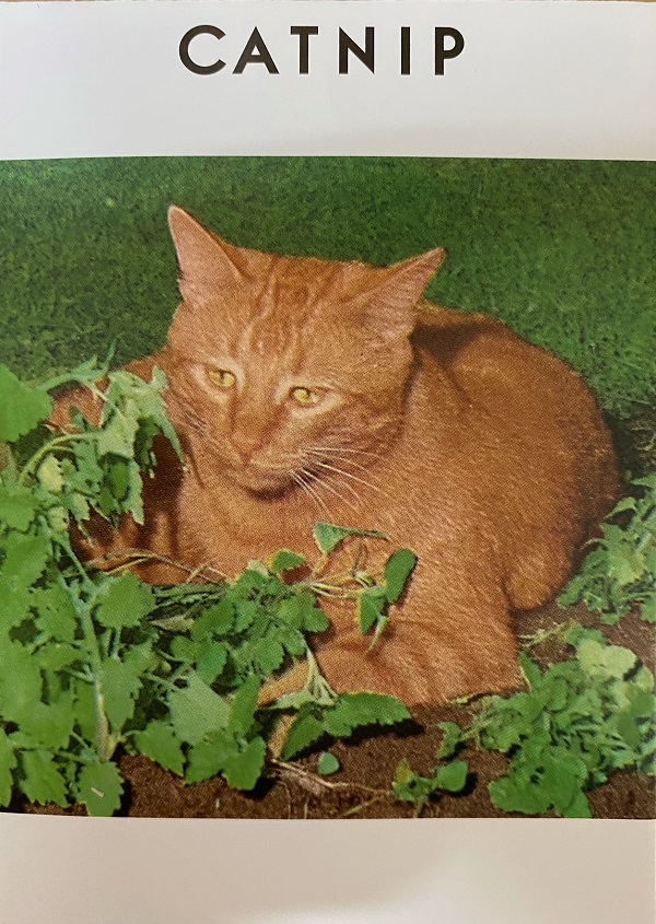 キャットニップ