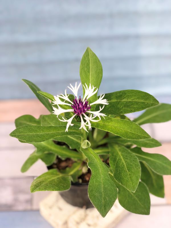 【花苗】 セントーレア アメジストインスノー 9cmポリポット 1苗