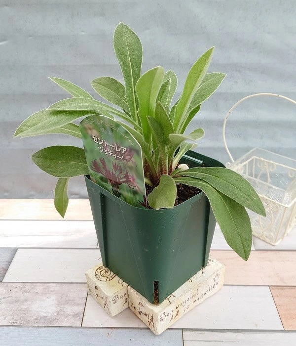 セントーレア ジョディ