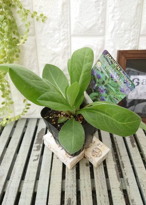 セントーレア　モンタナ