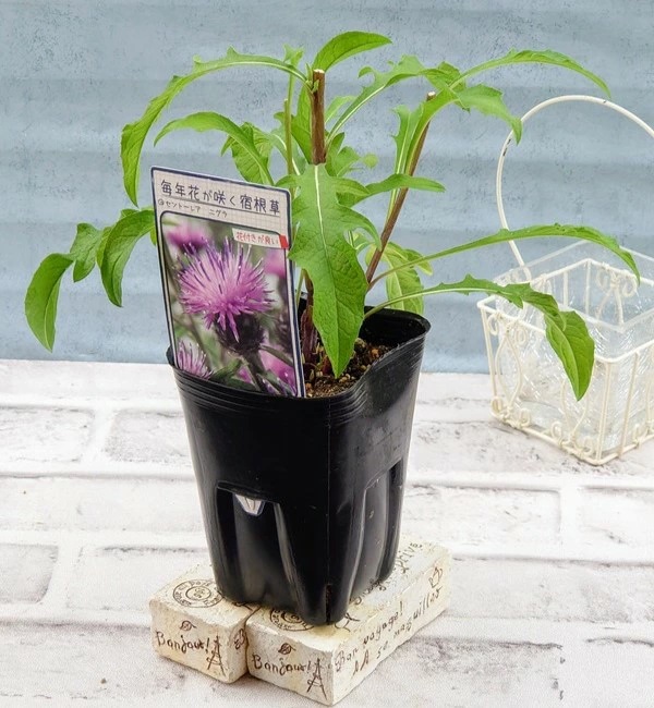 セントーレア ニグラ