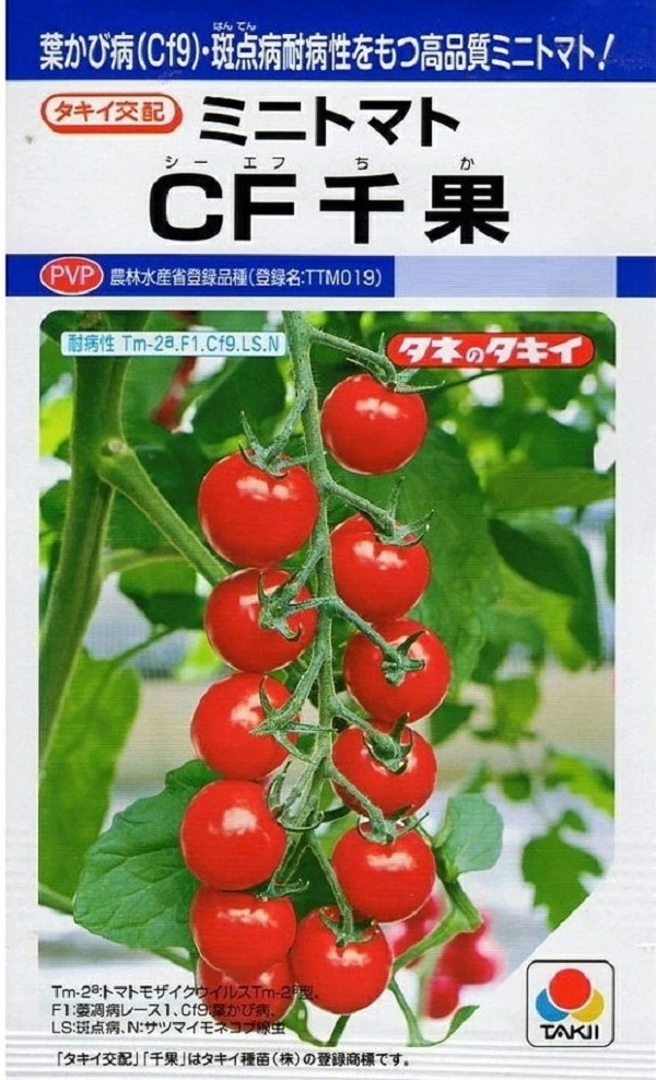 ミニトマトCF千果