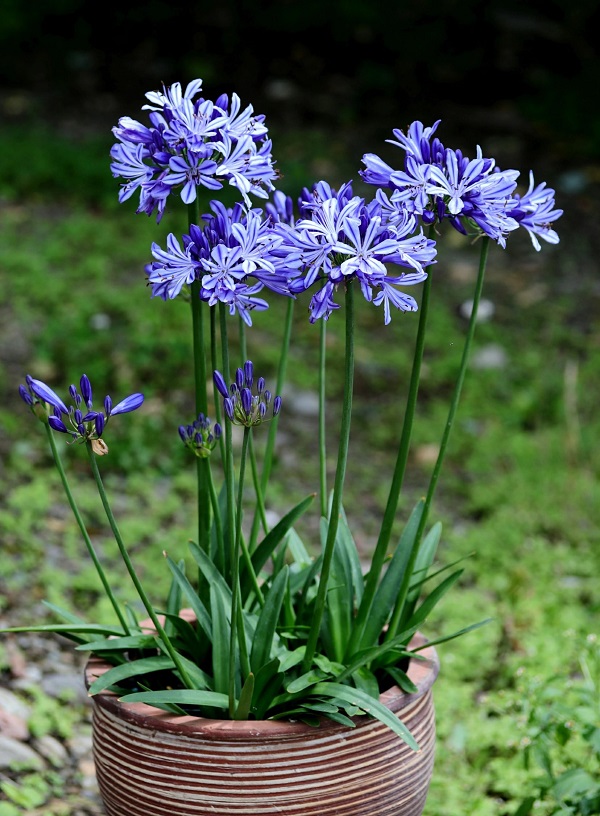 チャロッティー