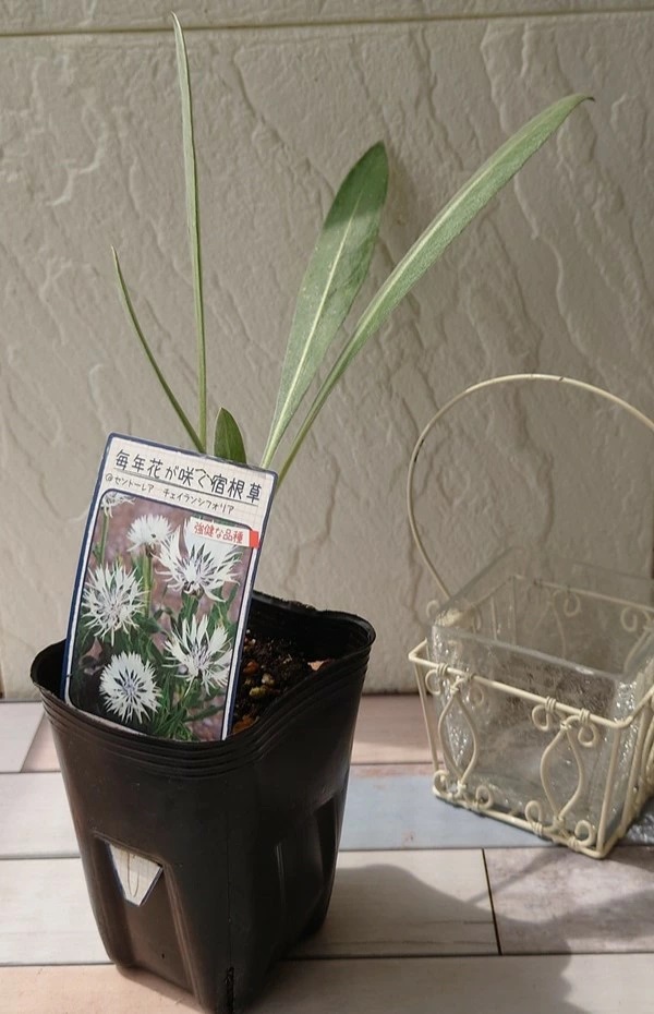 セントーレア チェイランシフォリア