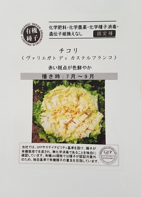 チコリ　ヴァリエガトディカステルフランコ