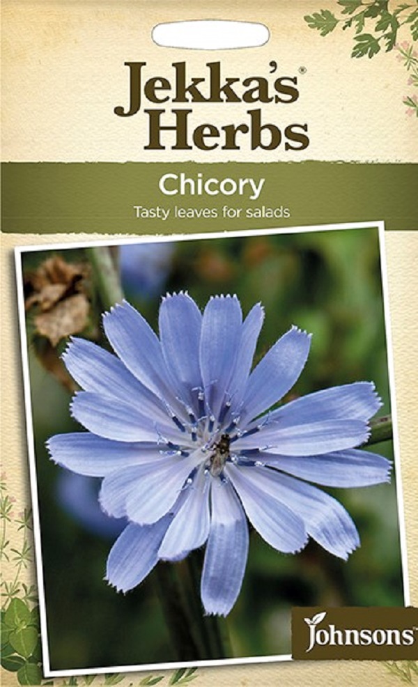 chicory