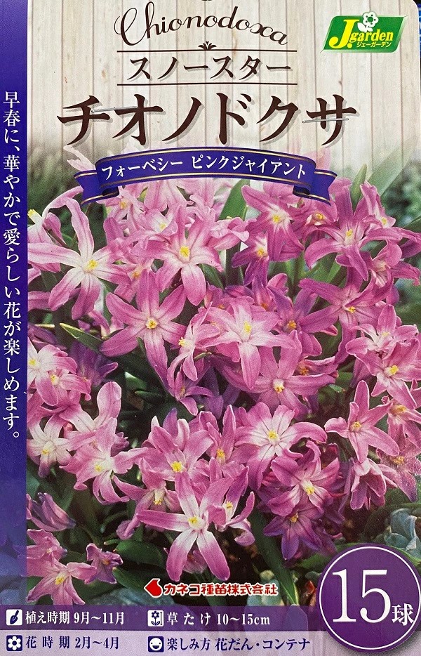 チオノドクサフォーベシーピンクジャイアント