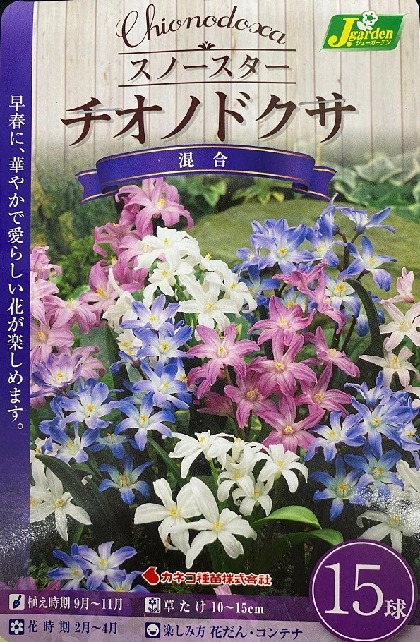 チオノドクサ混合