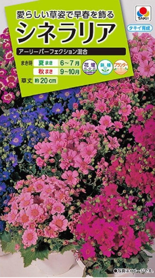 シネラリア アーリーパーフェクション混合