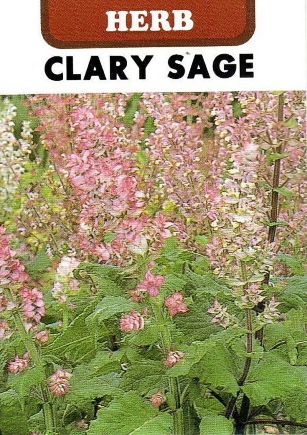 クラリーセイジ