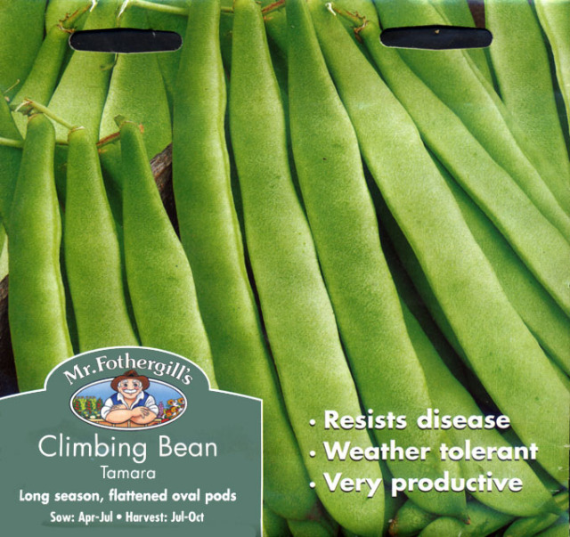 クライミング・フレンチ・ビーン（インゲンマメ）・タマラ