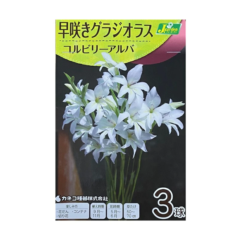 早咲きグラジオラスコルビリーアルバ