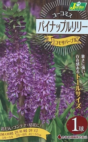 パイナップルリリー コモサパープル