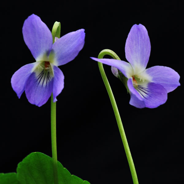 ニオイスミレ　コルンバイン