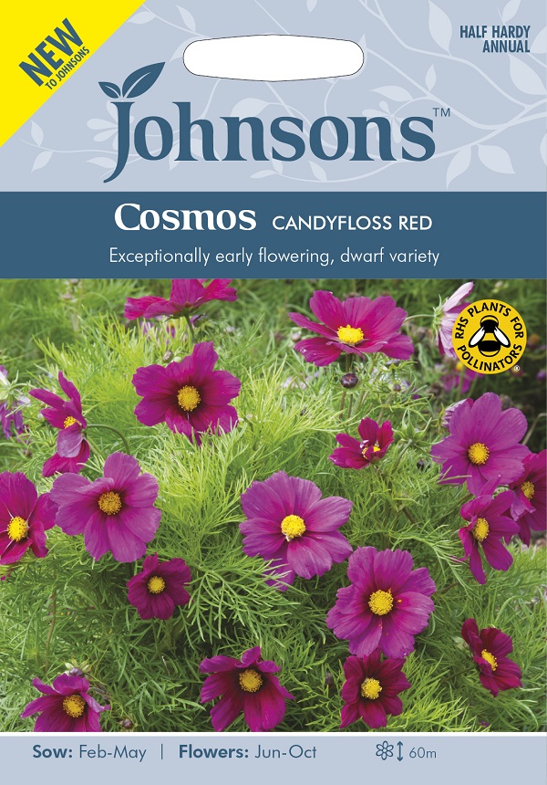 コスモス キャンディフロス レッド