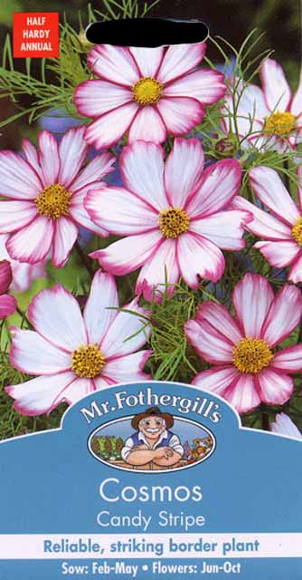 コスモス・キャンディ・ストライプ