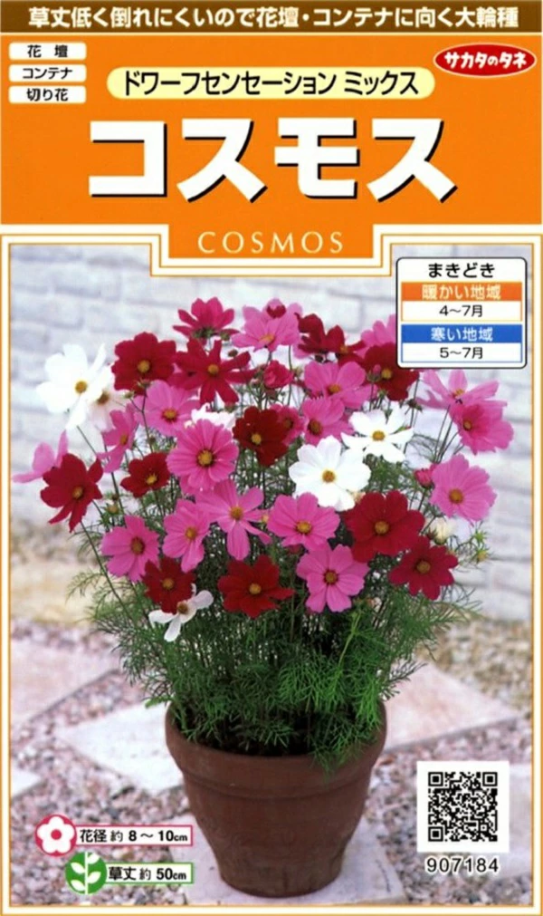 コスモスドワーフセンセーション