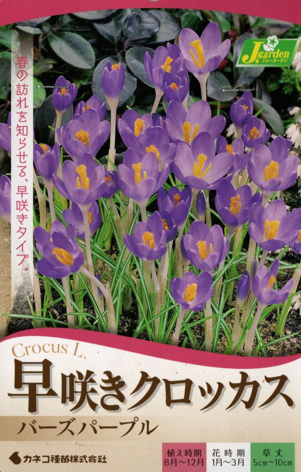 早咲きクロッカスバーズパープル