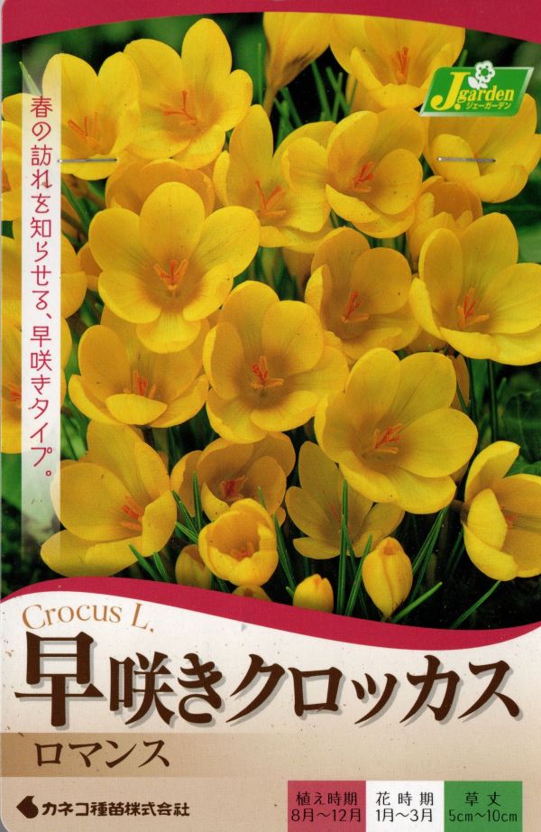 早咲きクロッカスロマンス