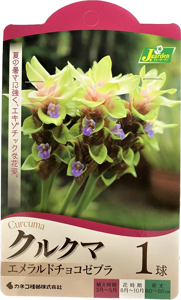 クルクマエメラルドチョコゼブラ