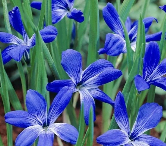 テコフィレア　シアノクロッカス