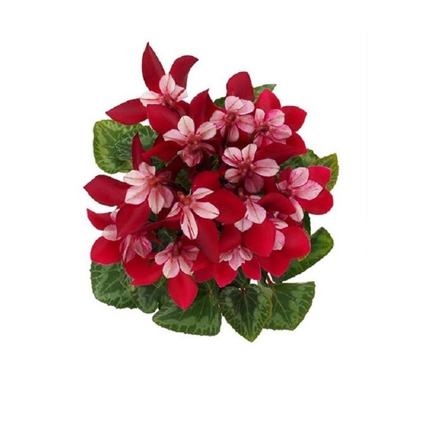 シクラメン　ジックス　ワインレッド