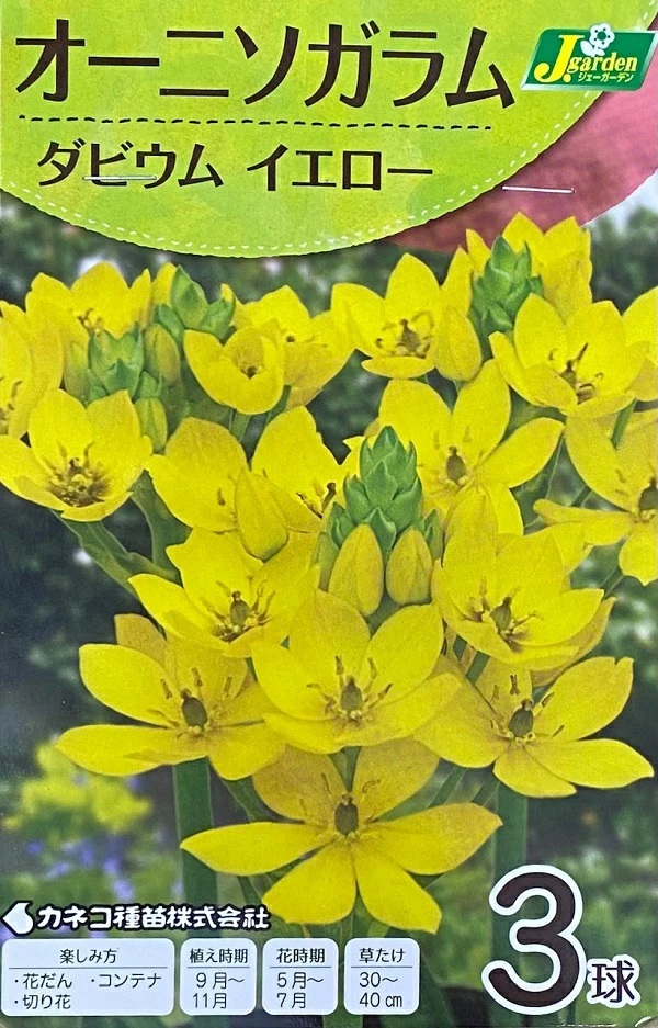 オーニソガラム ダビウムイエロー