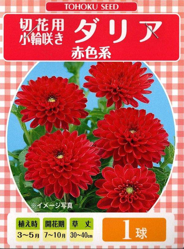 花球根 切花用 小輪咲き ダリア 赤色系 1球入 トーホクの球根
