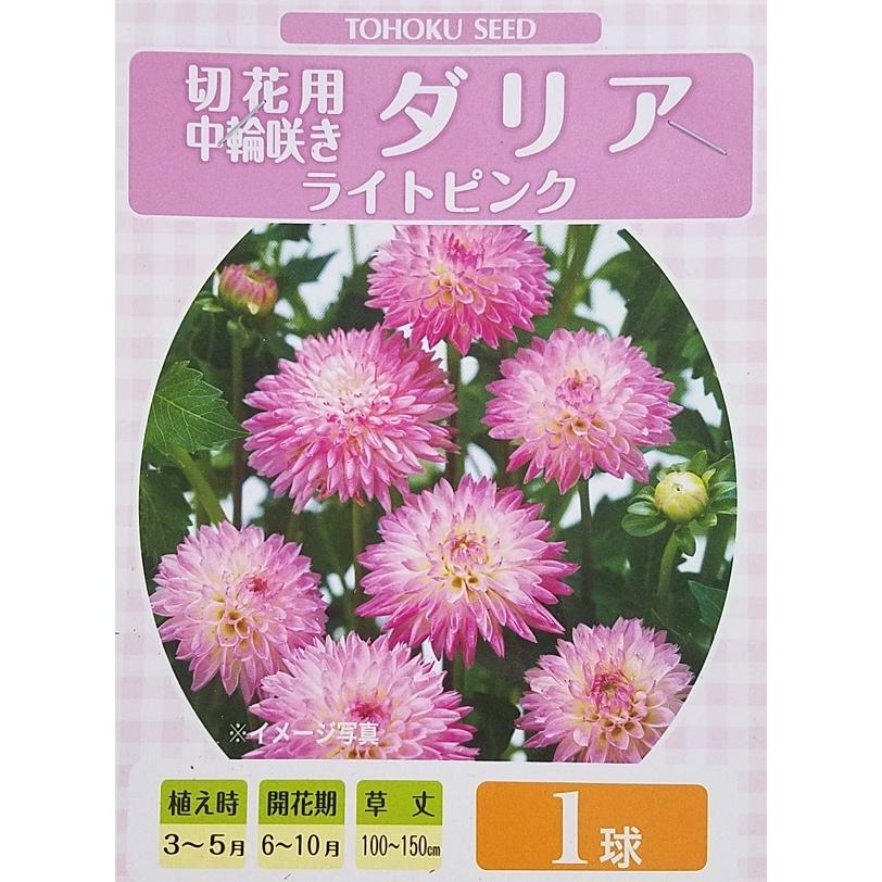花球根 切花用 中輪咲き ダリア ライトピンク 1球入 トーホクの球根