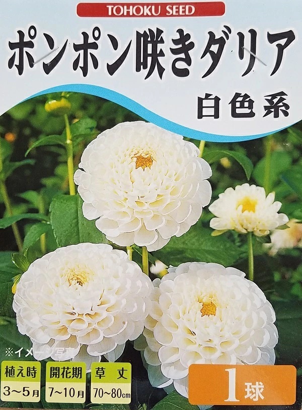 ポンポン咲きダリア 白色系