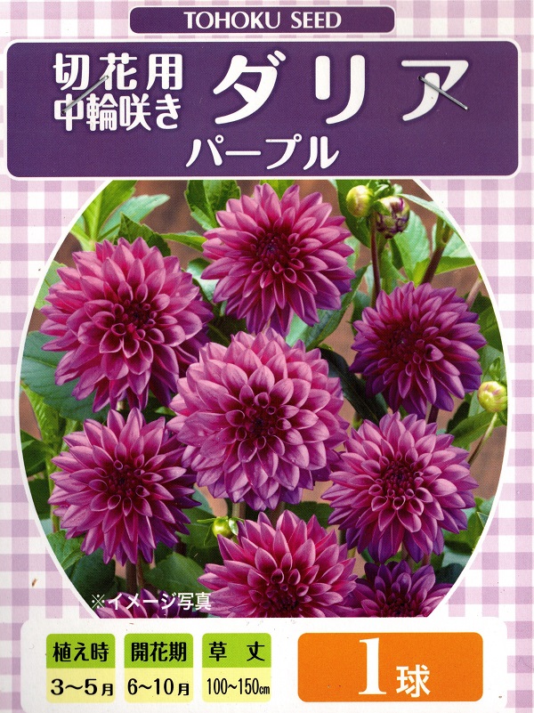 花球根 切花用 中輪咲き ダリア パープル 1球入 トーホクの球根