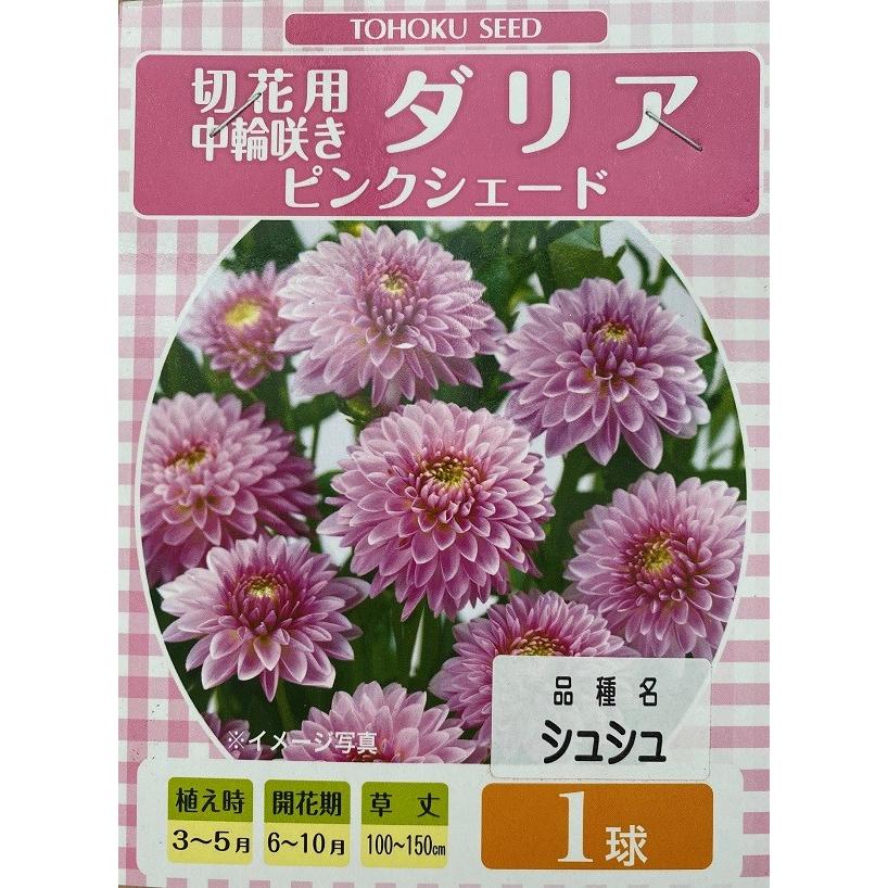 花球根 切花用 中輪咲き ダリア ピンクシェード 1球入 トーホクの球根