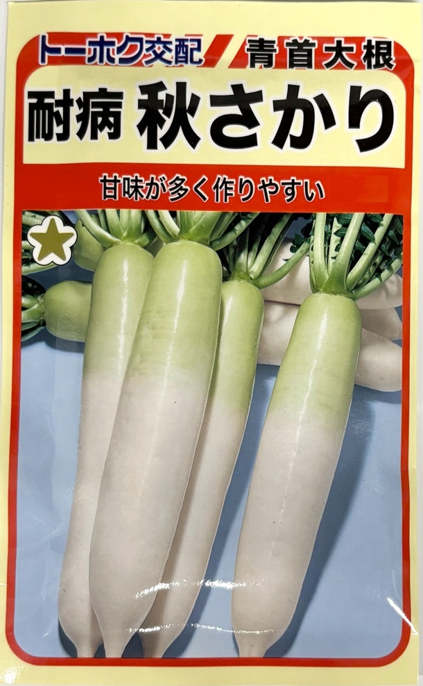 青首大根耐病秋さかり