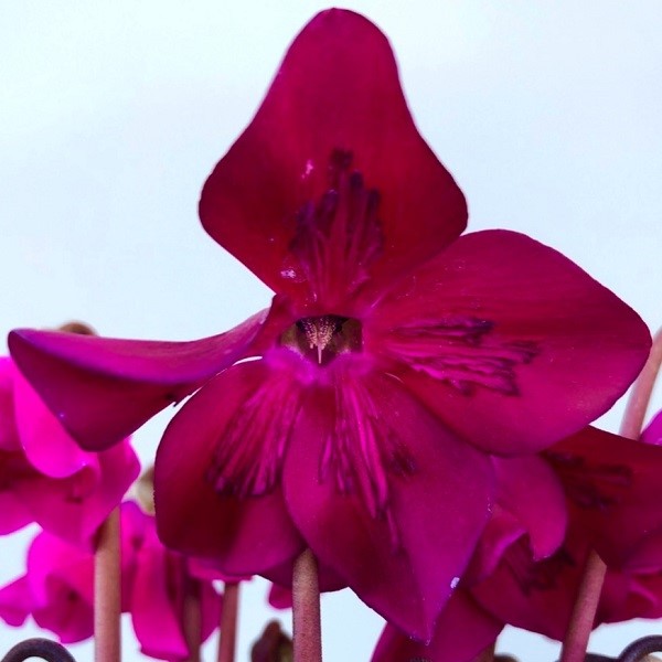 シクラメン ペチコート ダークバイオレット1