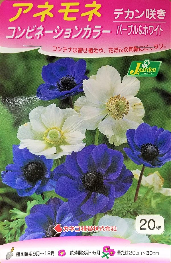 アネモネデカンパープルホワイト