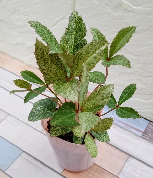 花苗 クリスマスローズ ダイヤモンドダスト 10.5cmポット 1